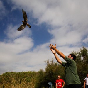 Il presidente Lipu, Fulvio Mamone Capria, rilascia in natura un rapace curato da un Centro recupero Lipu