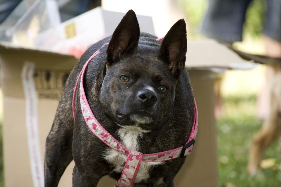 come fare un carrellino in metallo per cani disabili P1/13 