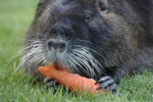 Nutria 