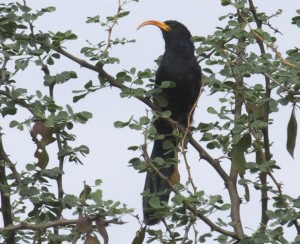 Uccello dal becco a scimitarra d'Abissinia