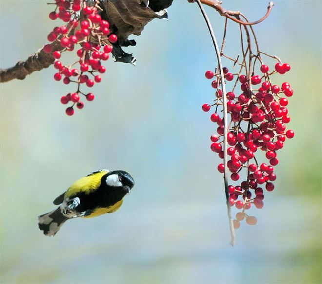 Come aiutare gli uccelli nei giorni più caldi dell'estate - NaturDecor