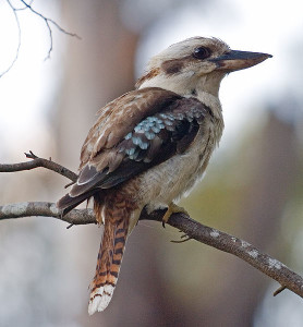 556px-Kookaburra_portrait