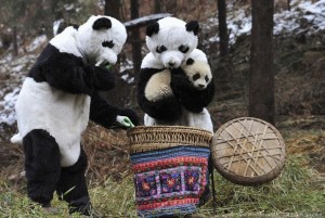 Un piccolo panda con i ricercatori travestiti da genitori