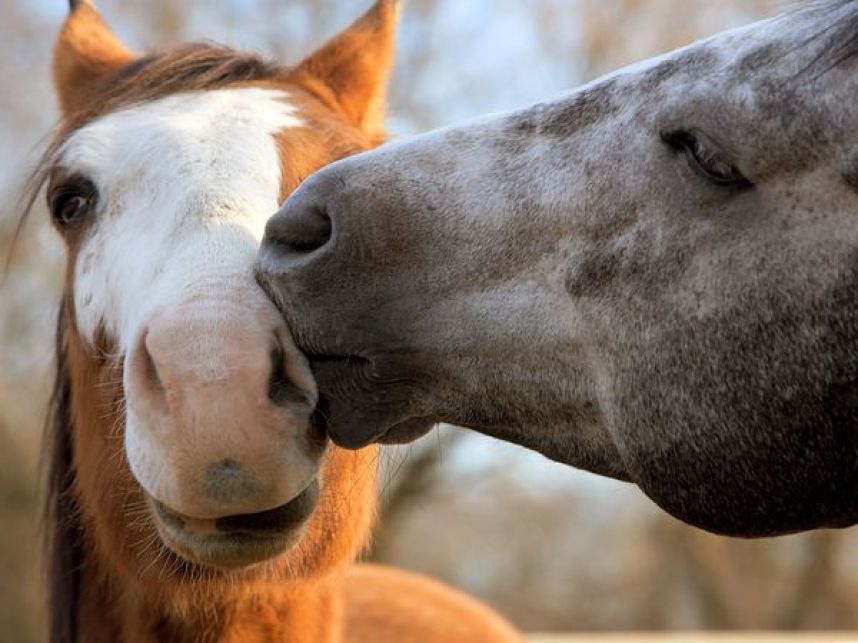 Gandhi Gli Animali Che Vivono Una Vita Semplice Youanimal It