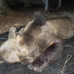 Uccisione orsa KJ2, il gip manda a processo i responsabili