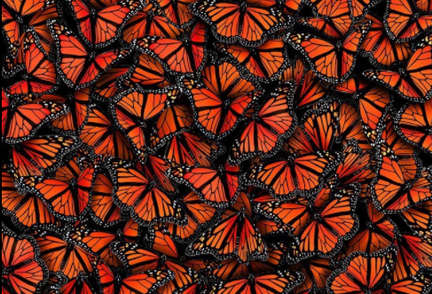I segreti della migrazione della farfalla monarca - Le Scienze