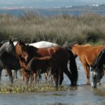 Asinara. L’Ente Parco cede animali. Come adottarli