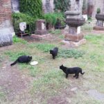 Roma. Colonie feline, nuove modalità di fornitura del cibo