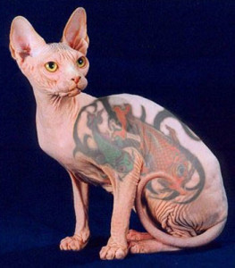 Gatto tatuato