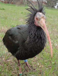 L'Ibis eremita Archimedes vittima dei bracconieri