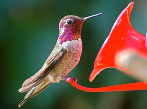 colibrì